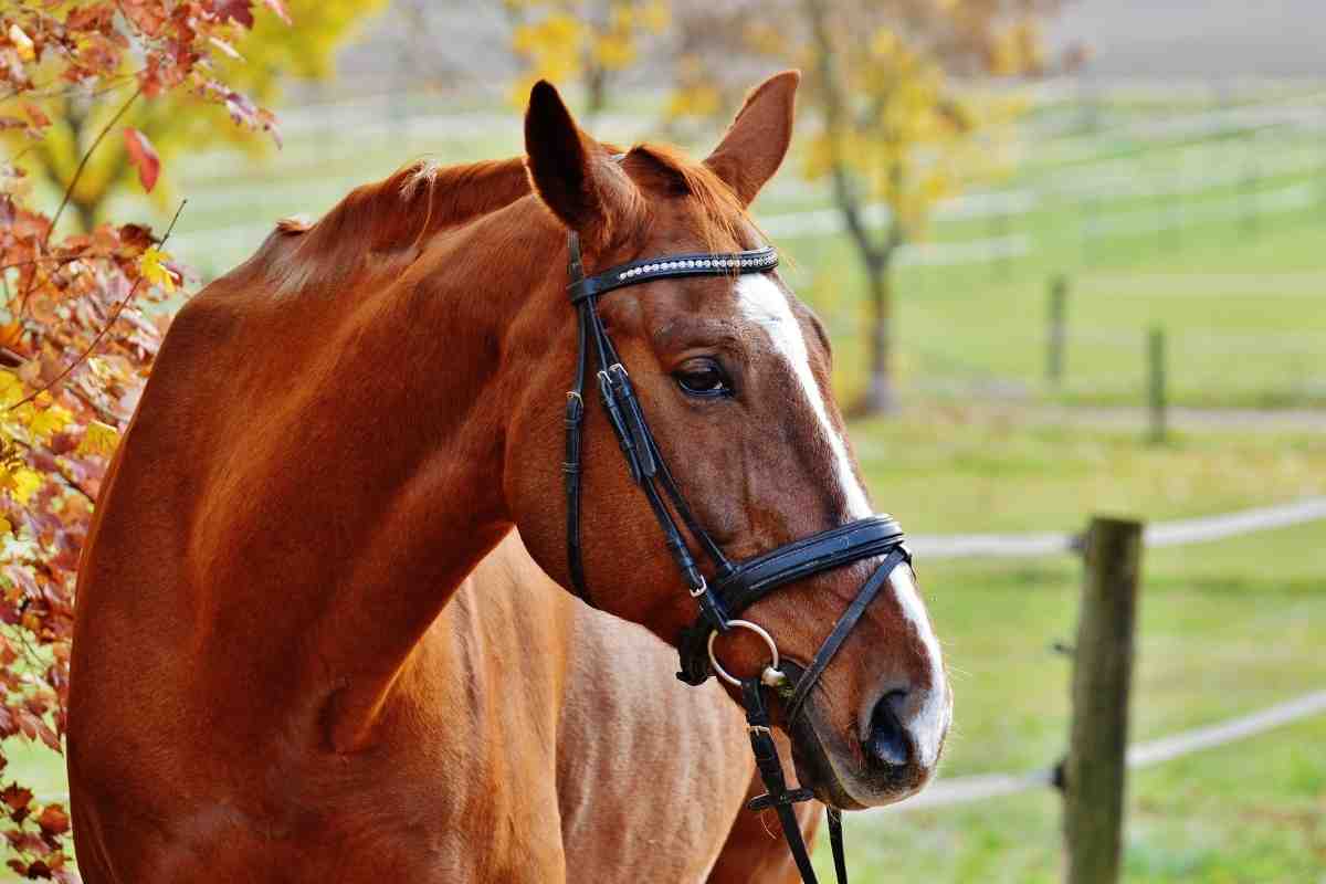 Cavalla perde il puledro al parto risvolto inaspettato