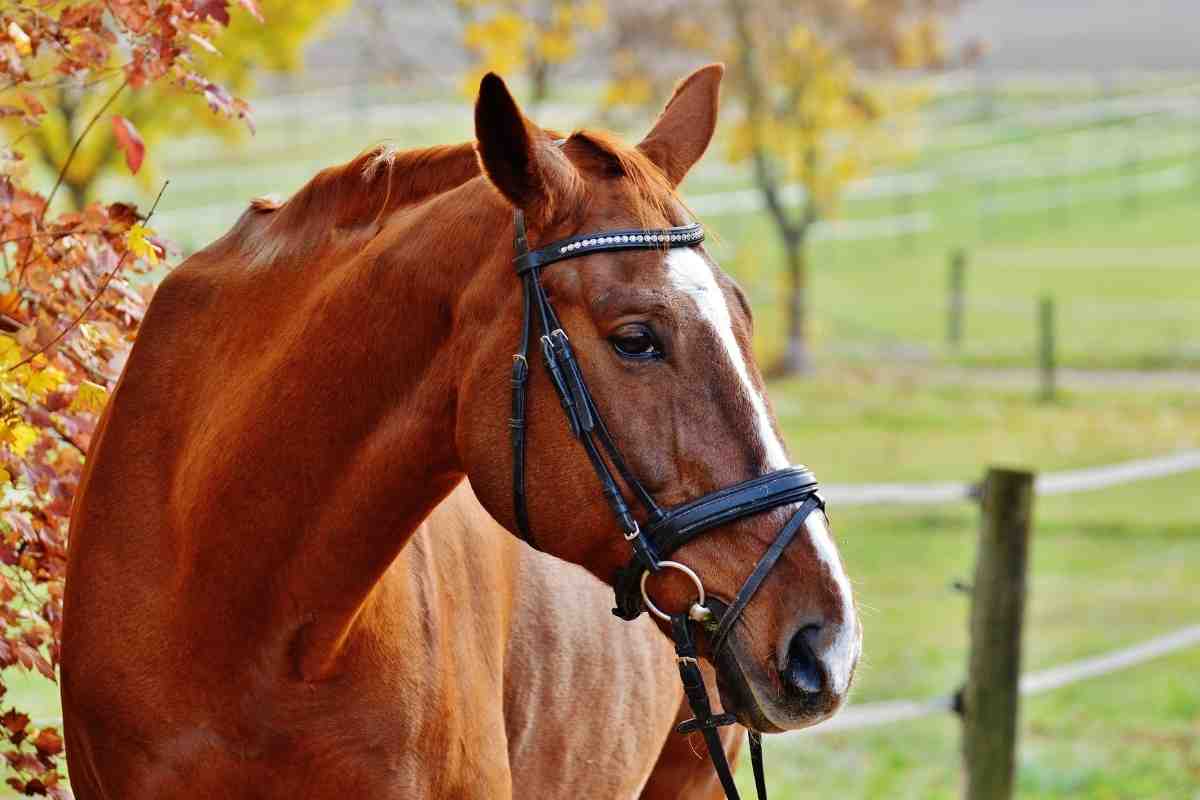 Cavalla perde il puledro al parto risvolto inaspettato 