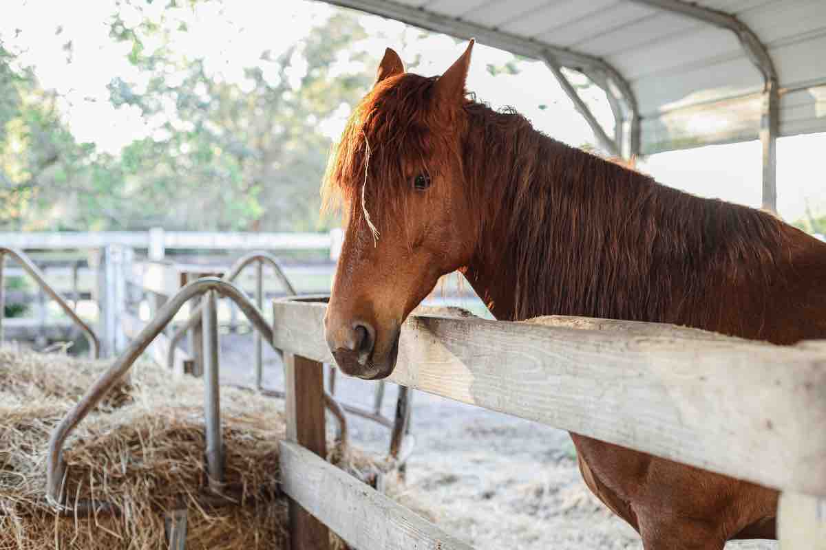 Morva: la malattia di asini e cavalli che può colpire gli uomini
