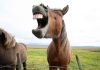 morso del cavallo cure rimedi