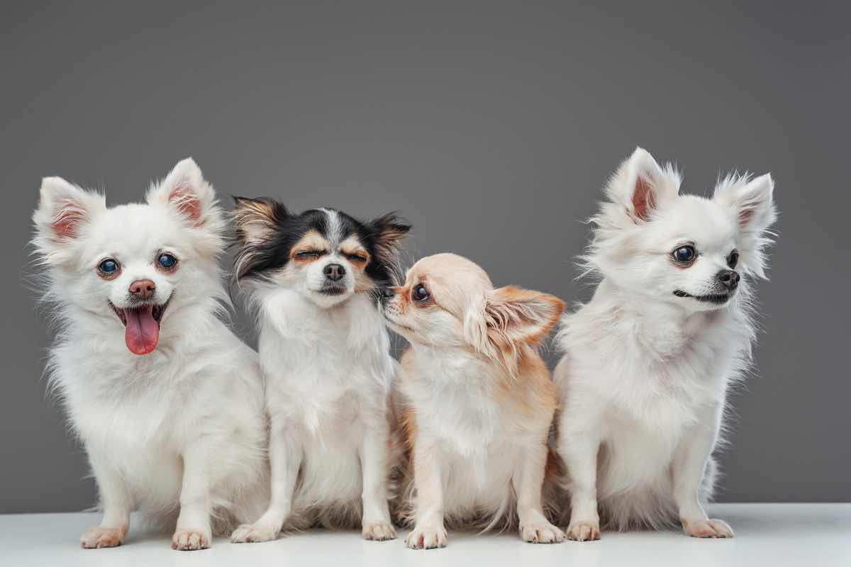 Cani: le razze canine sconsigliate dall’esperto addestratore