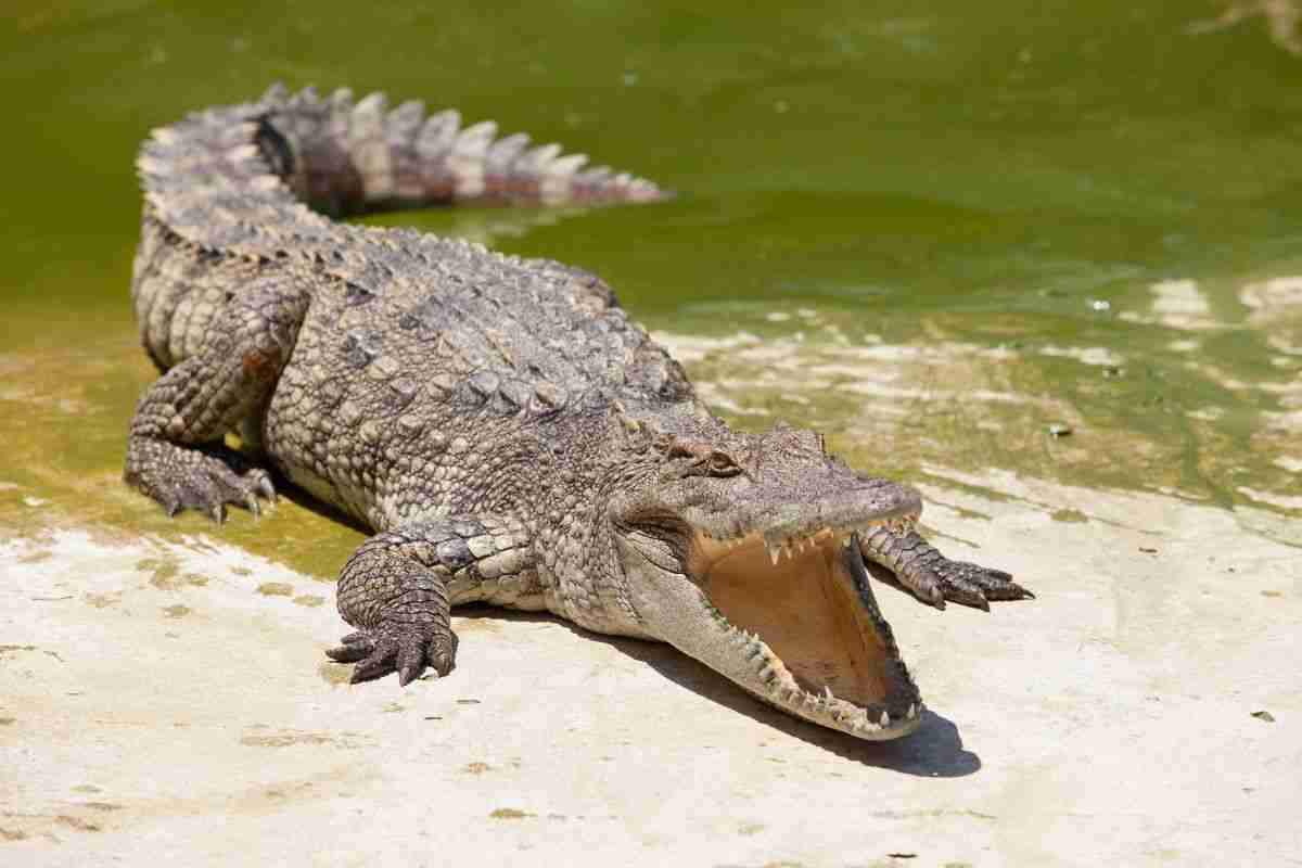 I coccodrilli hanno dei nemici: ecco quali sono gli animali che li attaccano 