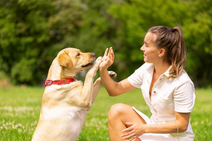 Insegnare un comando al cane