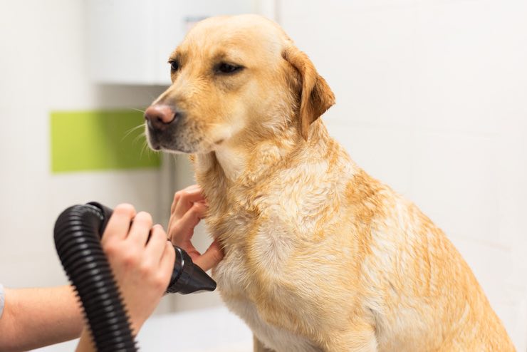 Asciugatura casalinga del cane: come farla