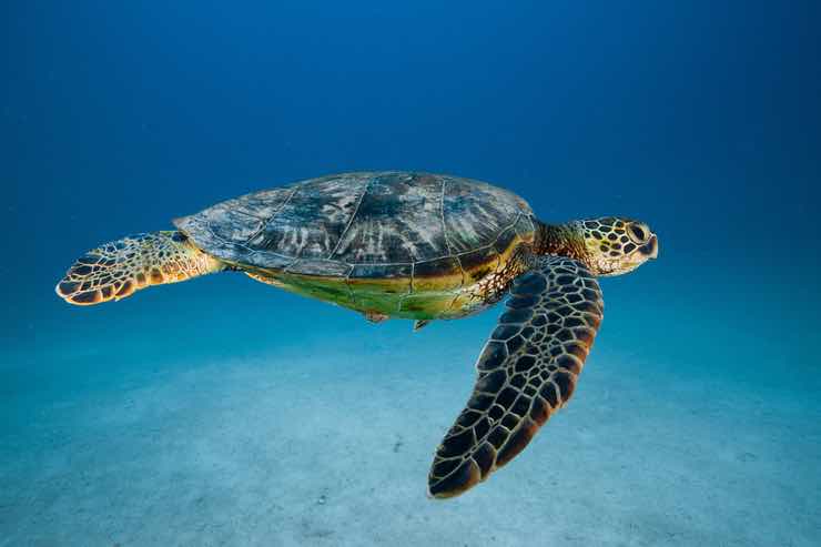 Tartarughe Caretta Caretta: come e dove dormono