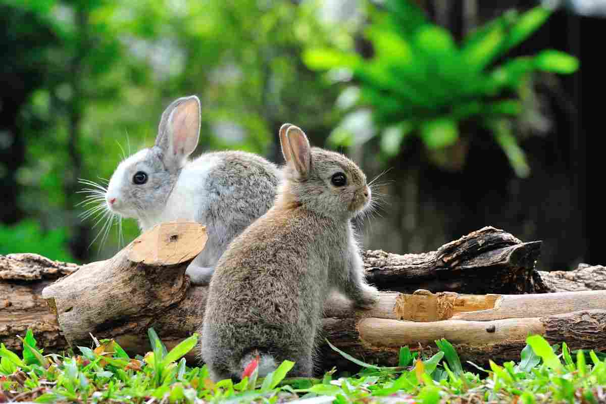 Test di personalità conigli