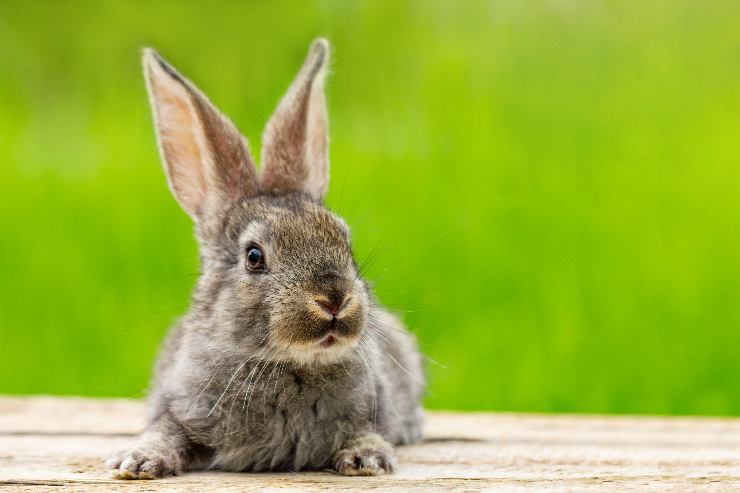 I conigli fanno le fusa