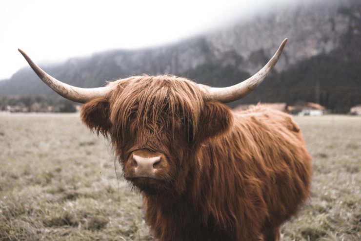 Le mini mucche Highland: cosa sapere, caratteristiche, vantaggi