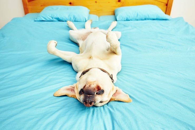 Cani: perché piangono e hanno spasmi durante il sonno