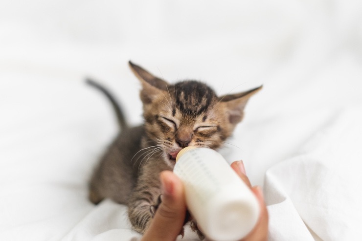 Gattino trovato in strada: 5 cose da fare
