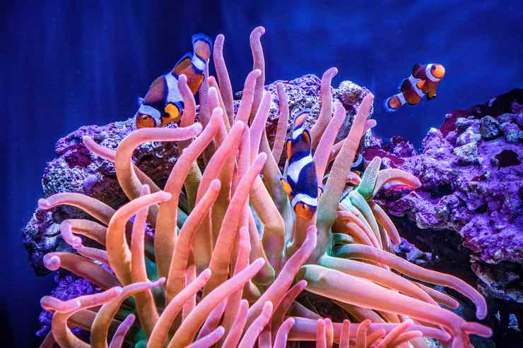 Pesce pagliaccio: cosa sapere per allevarlo nell’acquario