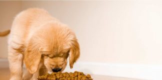 I trucchetti per far mangiare i croccantini al tuo cucciolo