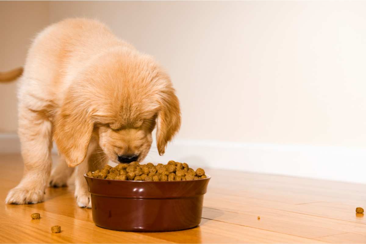 I trucchetti per far mangiare i croccantini al tuo cucciolo