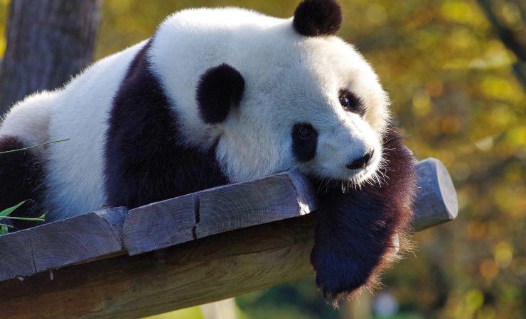 panda imita tarzan video esilarante