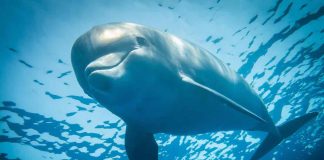 Delfini sonno a metà cos'è