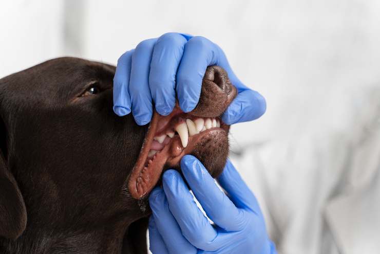  segnali del mal di denti nei cani