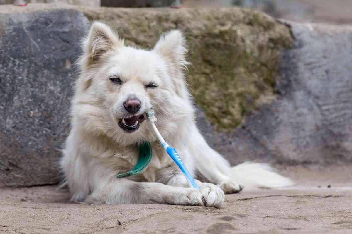 perché i cani devono lavarsi i denti