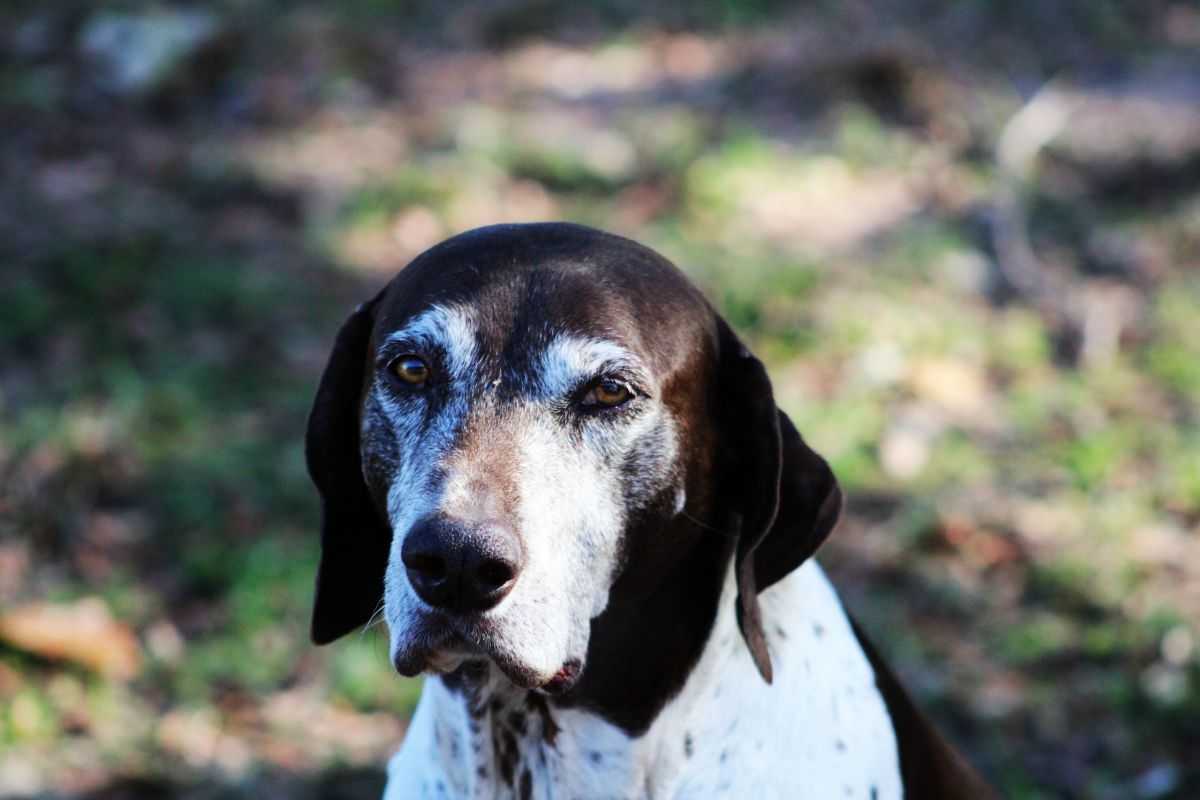 Cane anziano in casa come occuparsi di lui