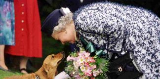 Quello che non sai sulla razza di cani inventata dalla regina Elisabetta