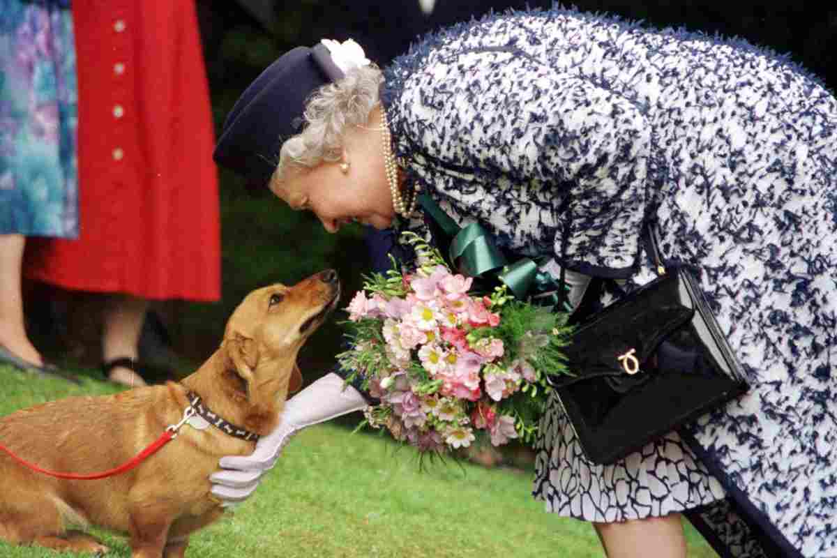 Quello che non sai sulla razza di cani inventata dalla regina Elisabetta