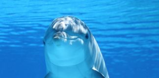 Anche i delfini fanno uso di droga: cosa c'è da sapere