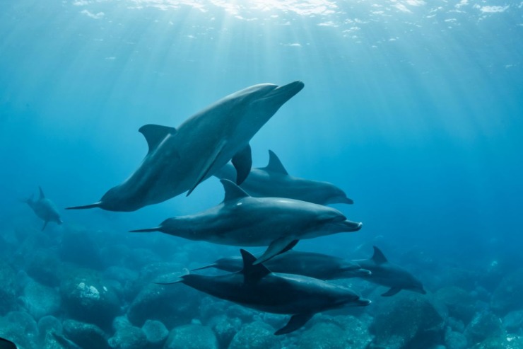 Anche i delfini fanno uso di droga: cosa c'è da sapere