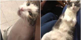 tipi di gatto video divertenti tiktok