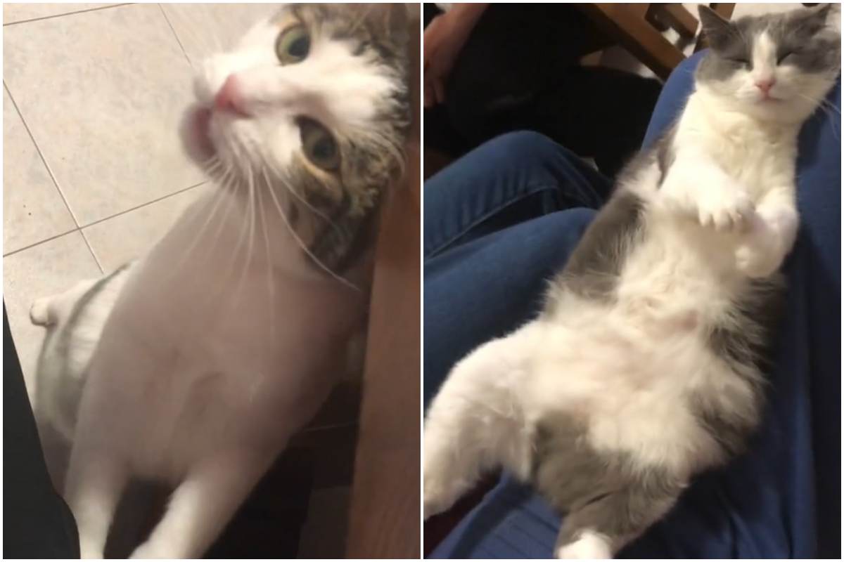 "Esistono due tipi di gatto": il video che sta facendo impazzire i social  --- (Fonte immagine: https://www.velvetpets.it/wp-content/uploads/2023/08/due-tipi-di-gatto-22-08-2023-velvetpets.it_.jpg)