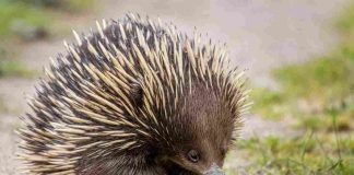 echidna uova