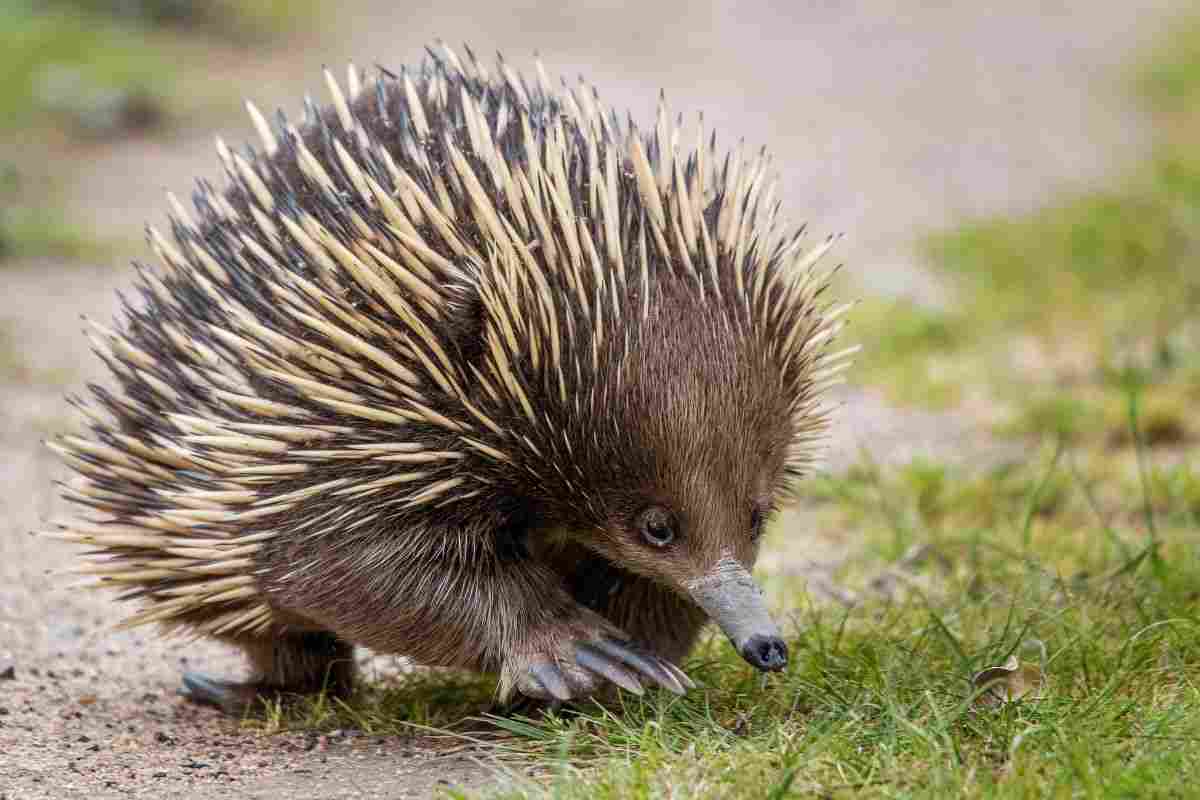 echidna uova