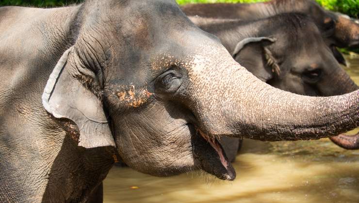 Elefante artista