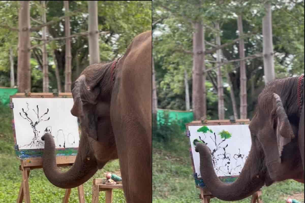elefante artista video