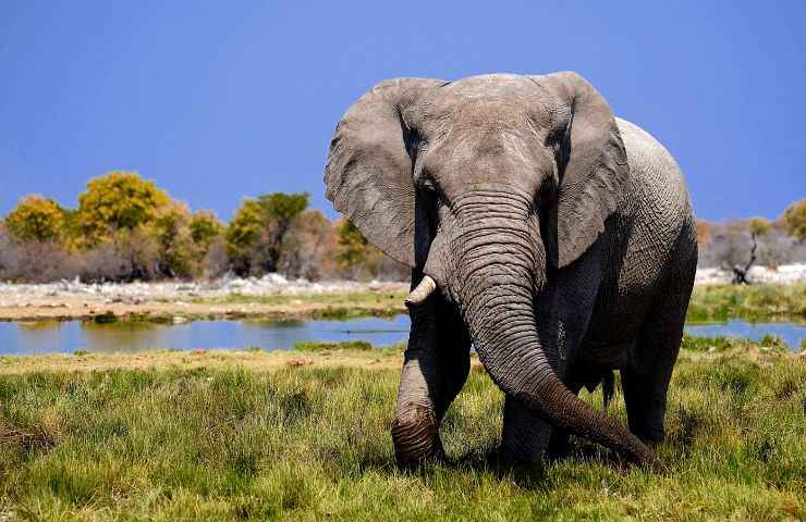 ragazza provoca elefante reazione video