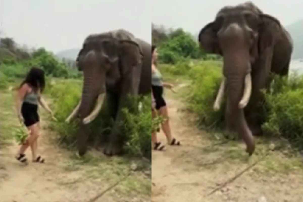 ragazza provoca elefante reazione video