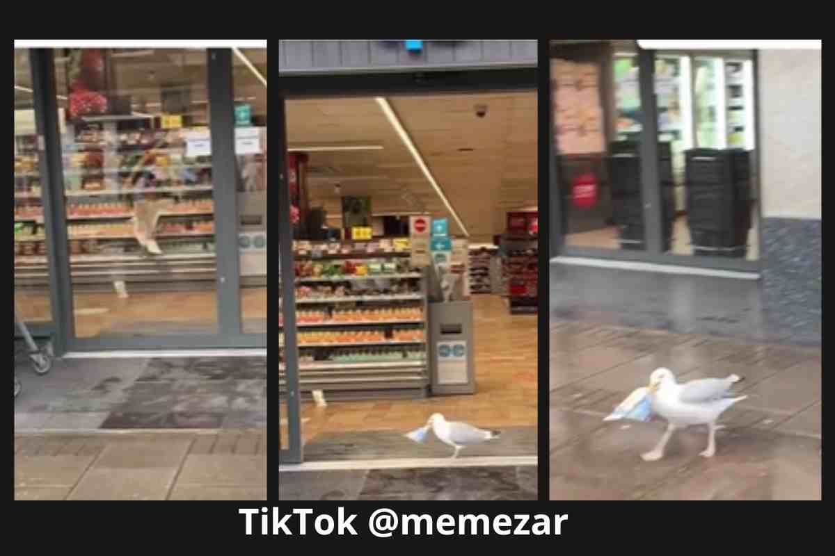 Gabbiano ladro in un supermercato