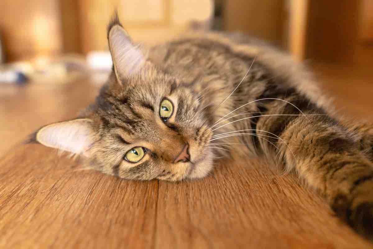 Gatti: perché dimagriscono col caldo