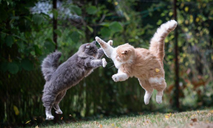 gatti che litigano video divertenti