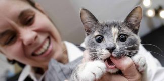 Gatti: perché amano mordicchiare le mani del padrone
