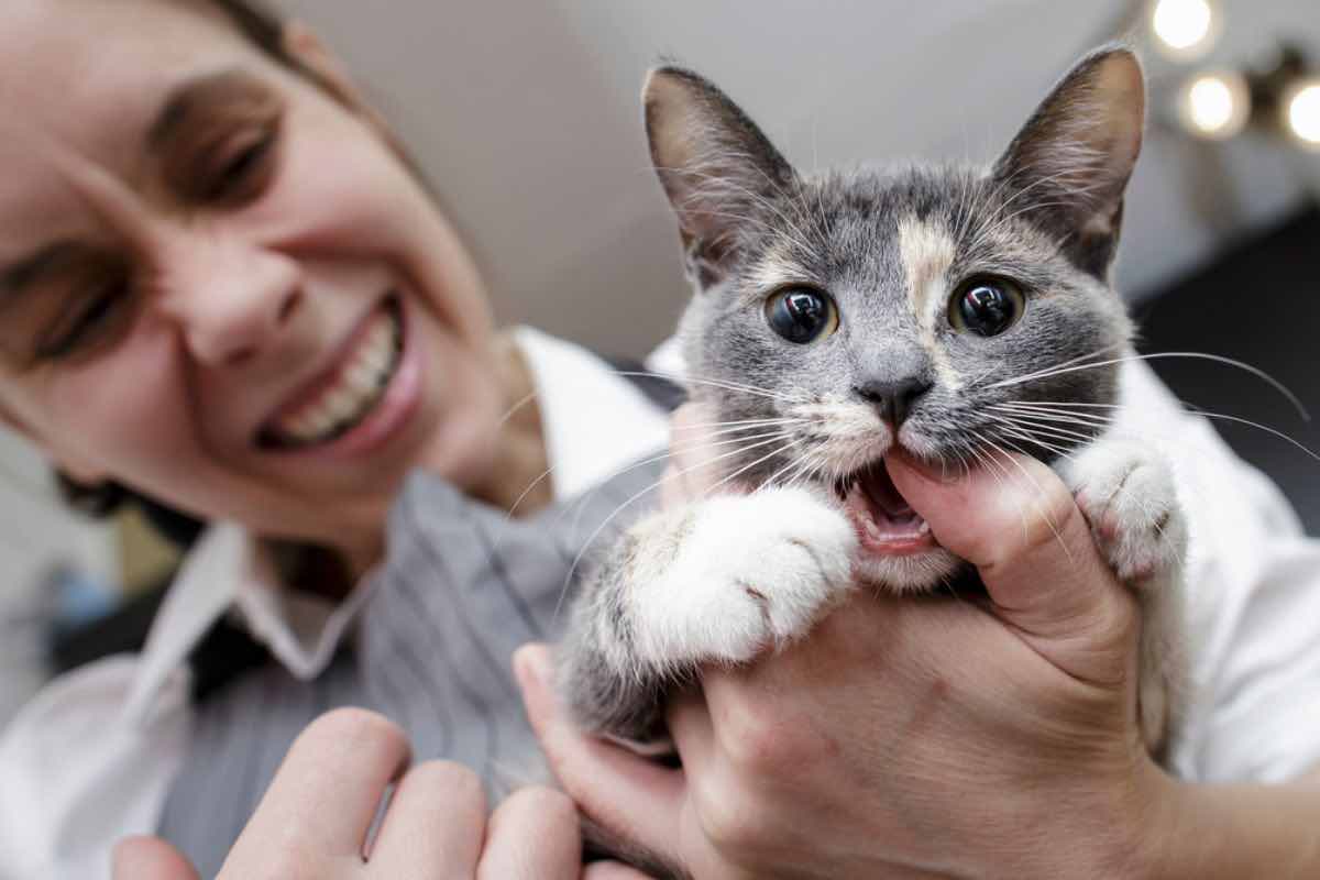 Gatti: perché amano mordicchiare le mani del padrone