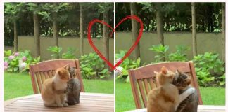 gatti che si scambiano coccole video