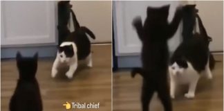 gatti wrestling litigano video divertenti