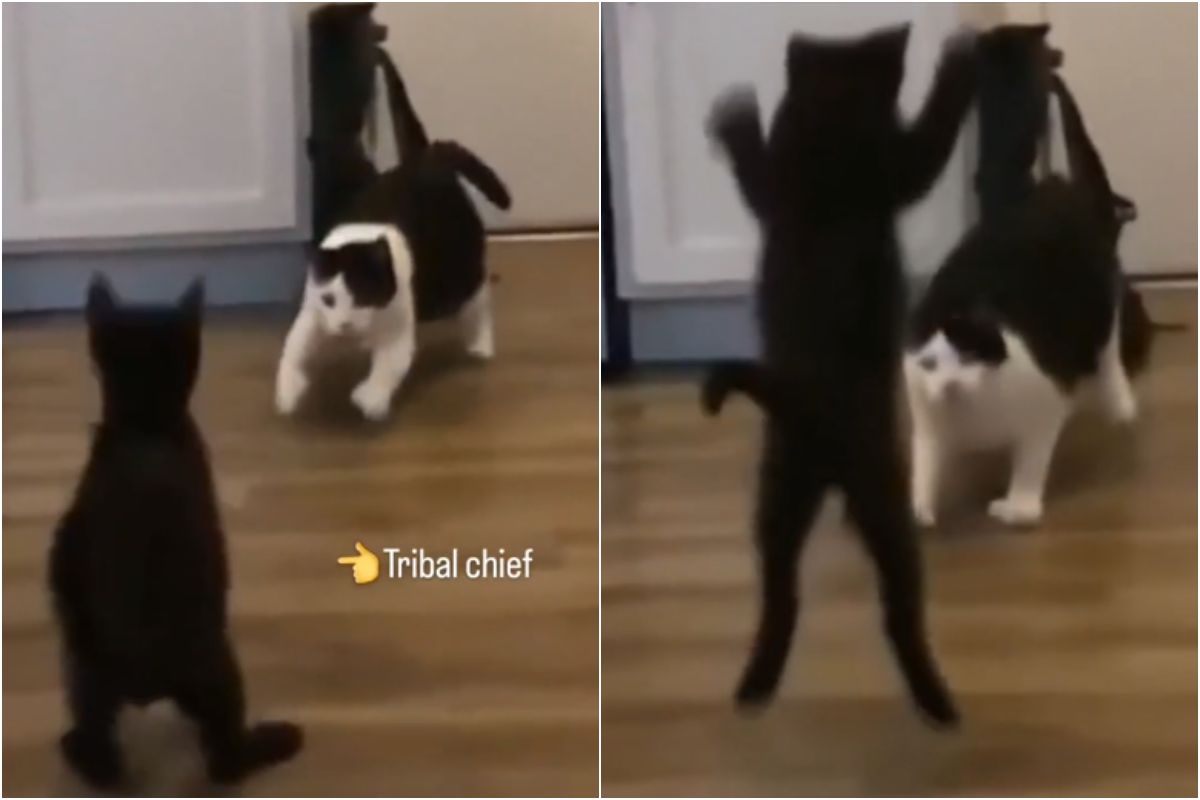 gatti wrestling litigano video divertenti 