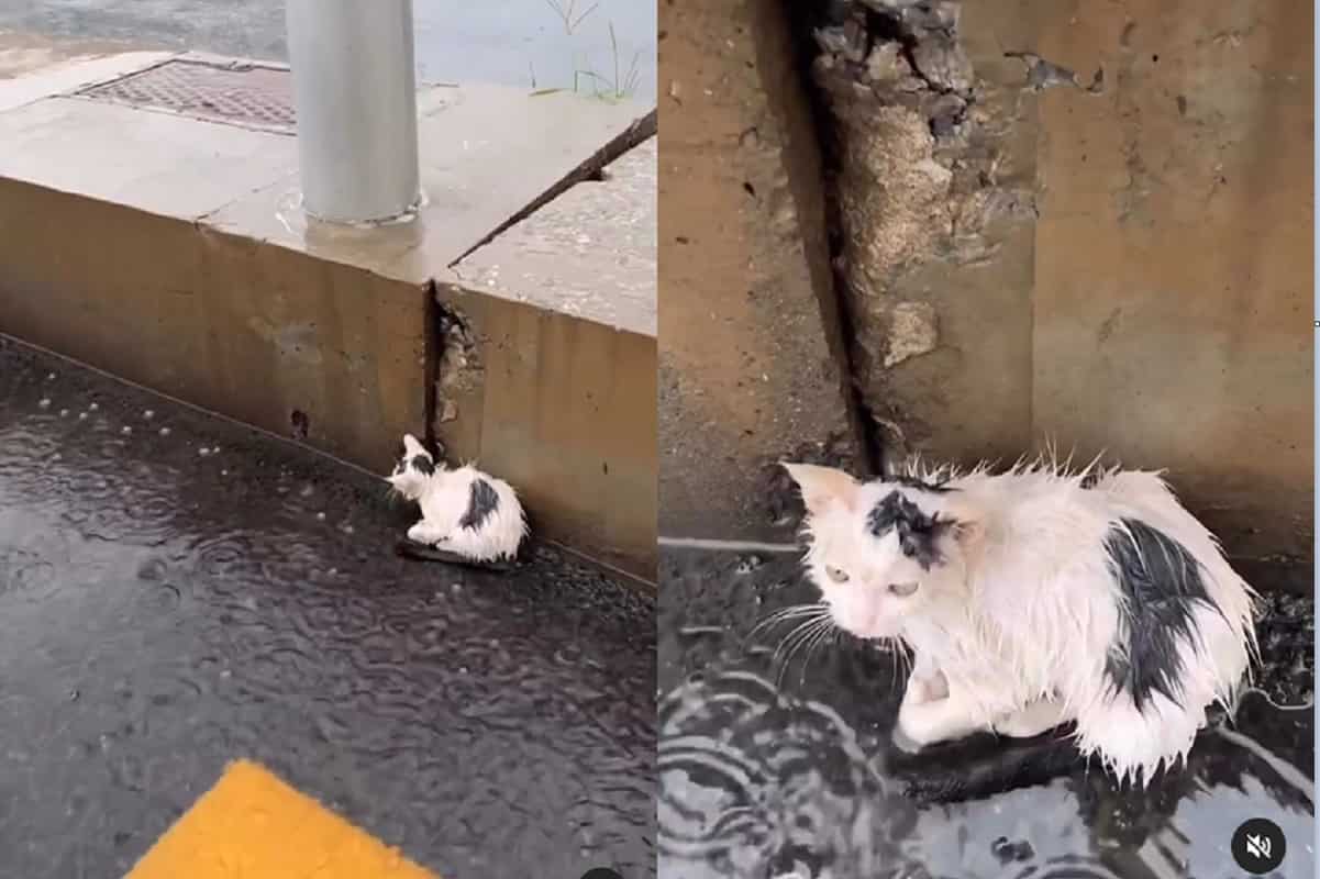 gattina abbandonata salvata da una hostess video