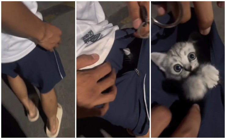 gattino esce dalla tasca video tiktok