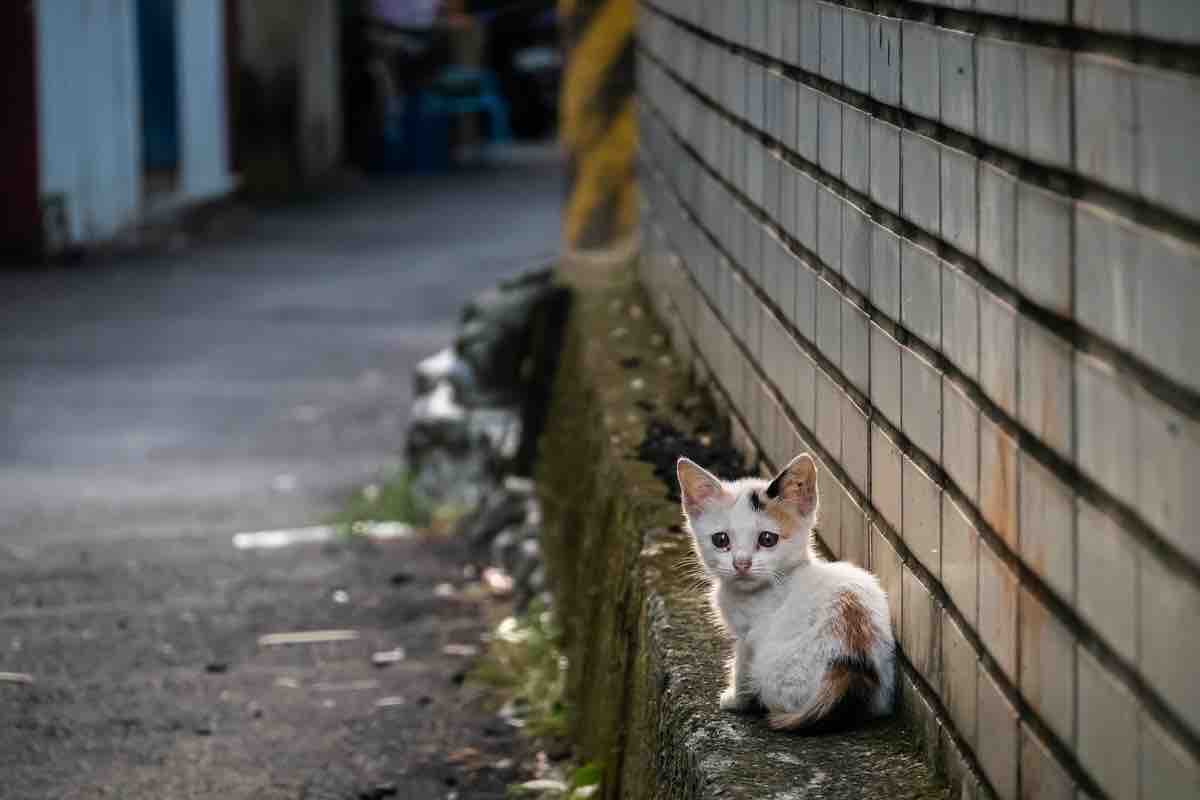Gattino trovato in strada: come comportarsi