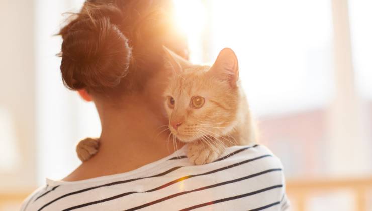 finge di picchiare padrone reazione gatto video