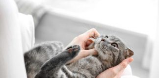 Gatti: perché impastano