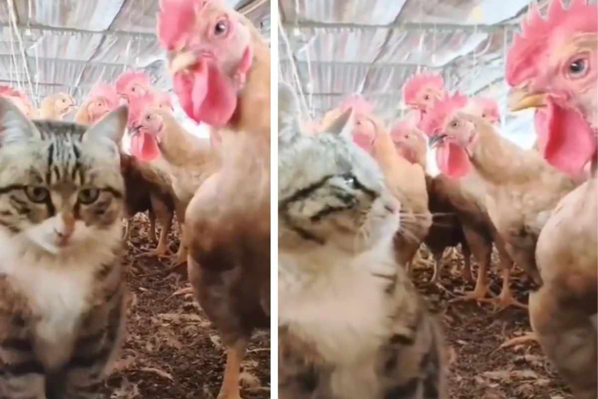 Sfida tra gallo e gatto video