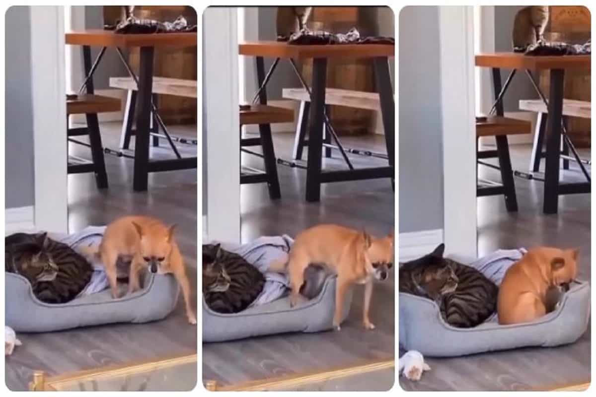 gatto e cane terrorizzato litigano per una poltrona video