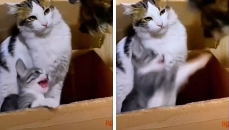 Mamma gatto controlla il suo gattino che gioca con il cane video